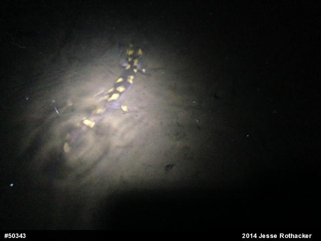 Spotted Salamander