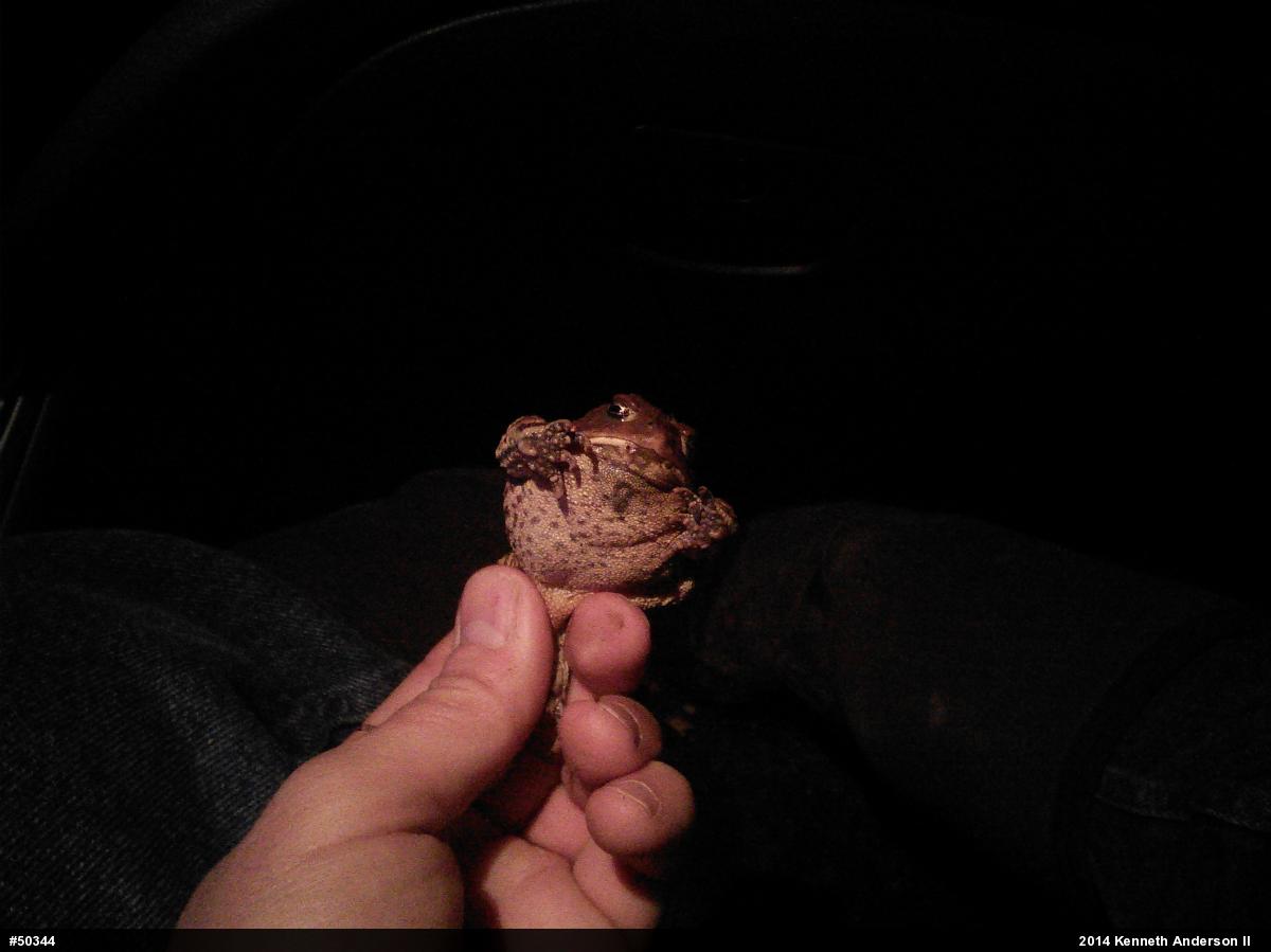Eastern American Toad