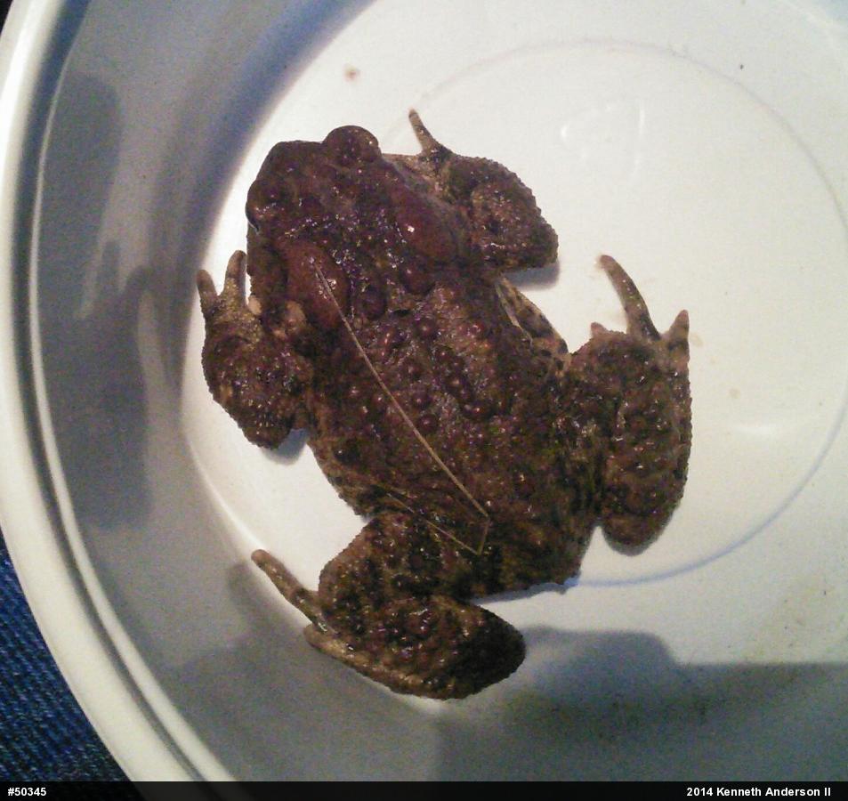 Eastern American Toad