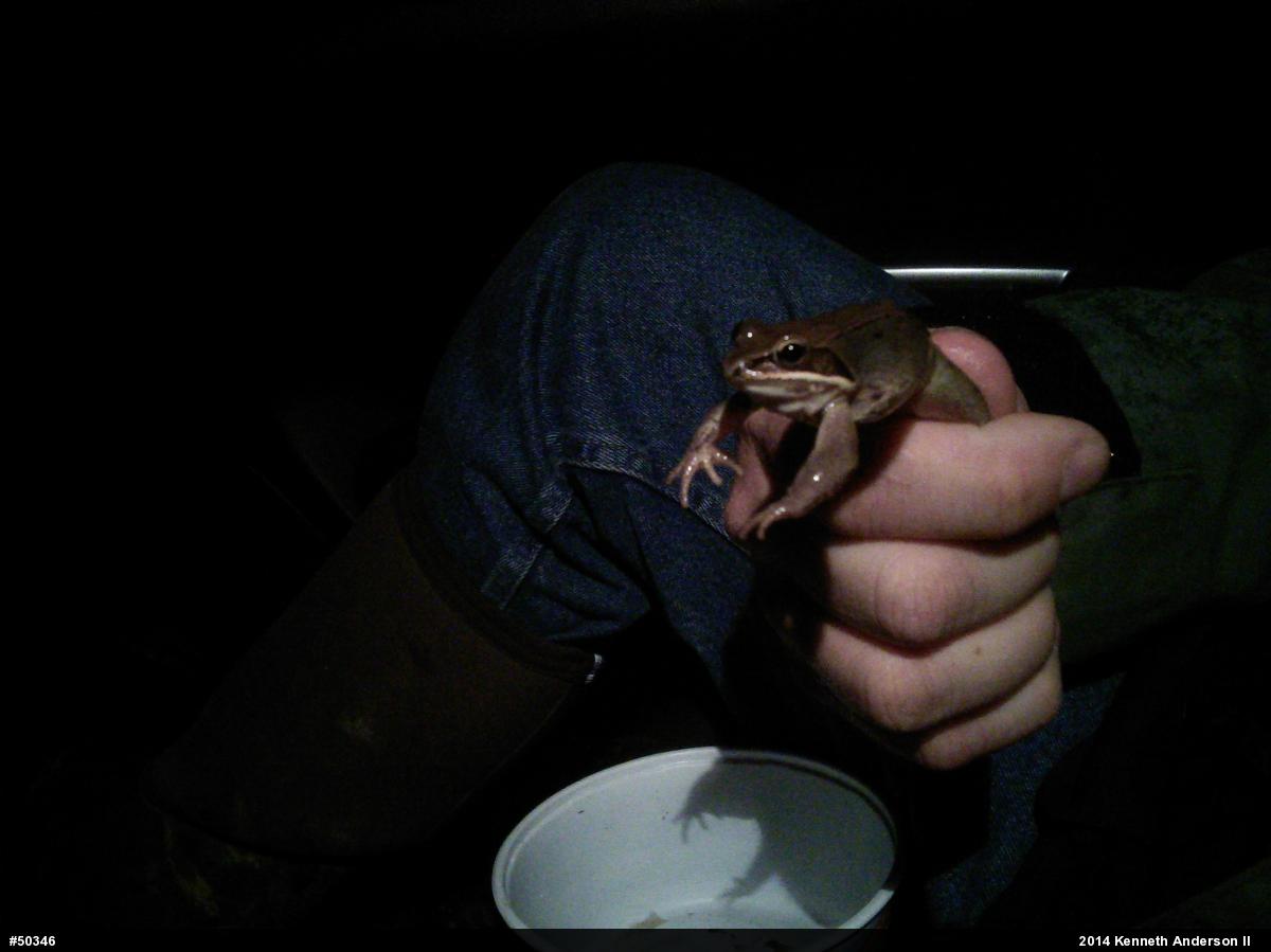 Wood Frog