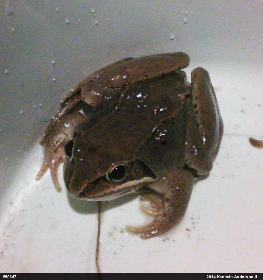 Wood Frog