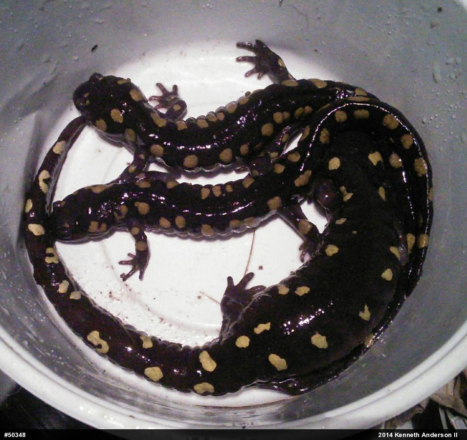 Spotted Salamander