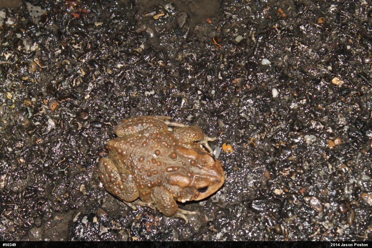 Eastern American Toad