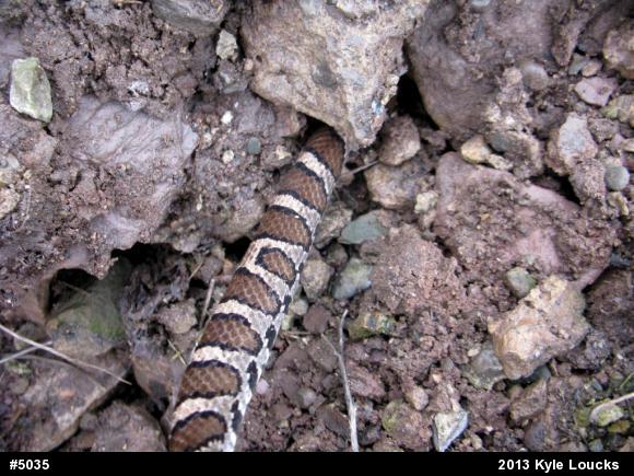 Eastern Milksnake