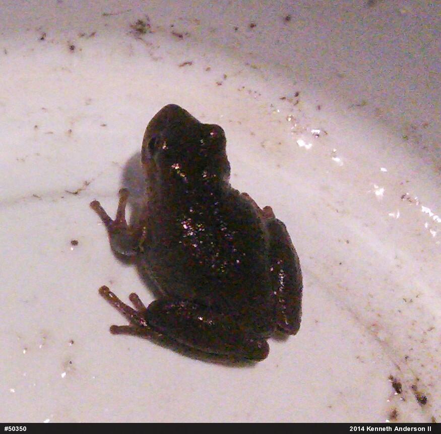 Spring Peeper