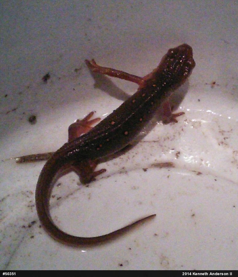 Red-spotted Newt