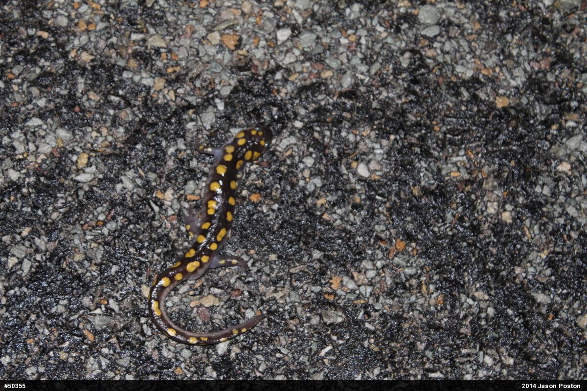 Spotted Salamander