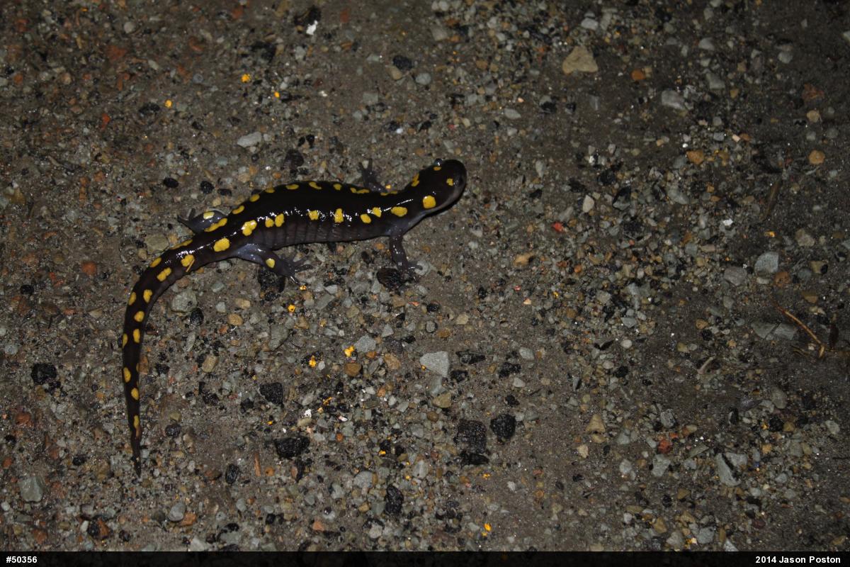 Spotted Salamander