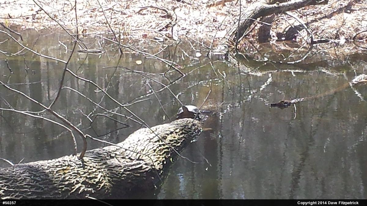 Yellow-bellied Slider