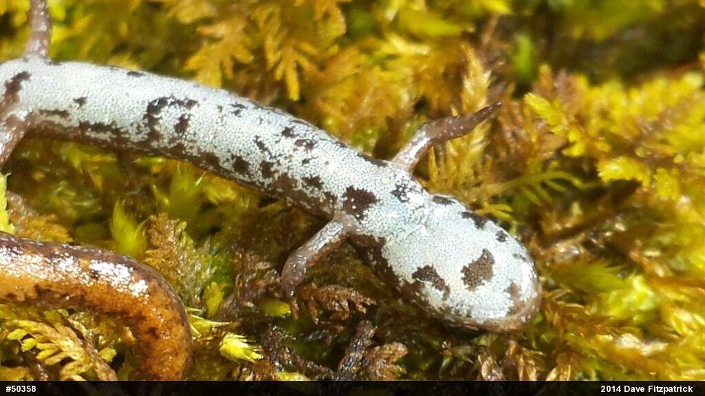 Four-toed Salamander