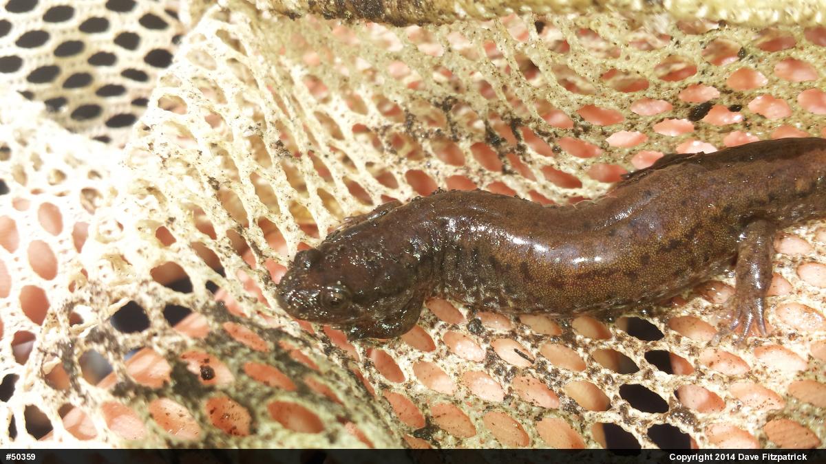 Northern Dusky Salamander
