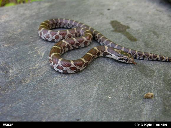 Eastern Milksnake