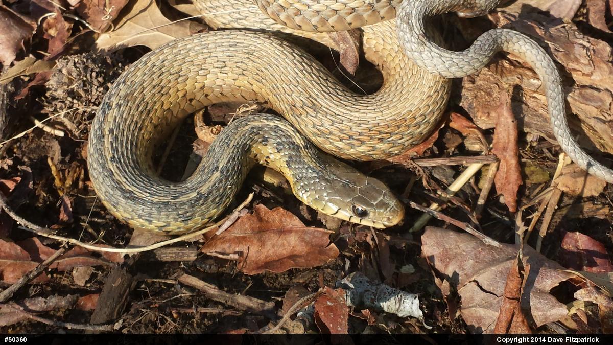 Eastern Gartersnake