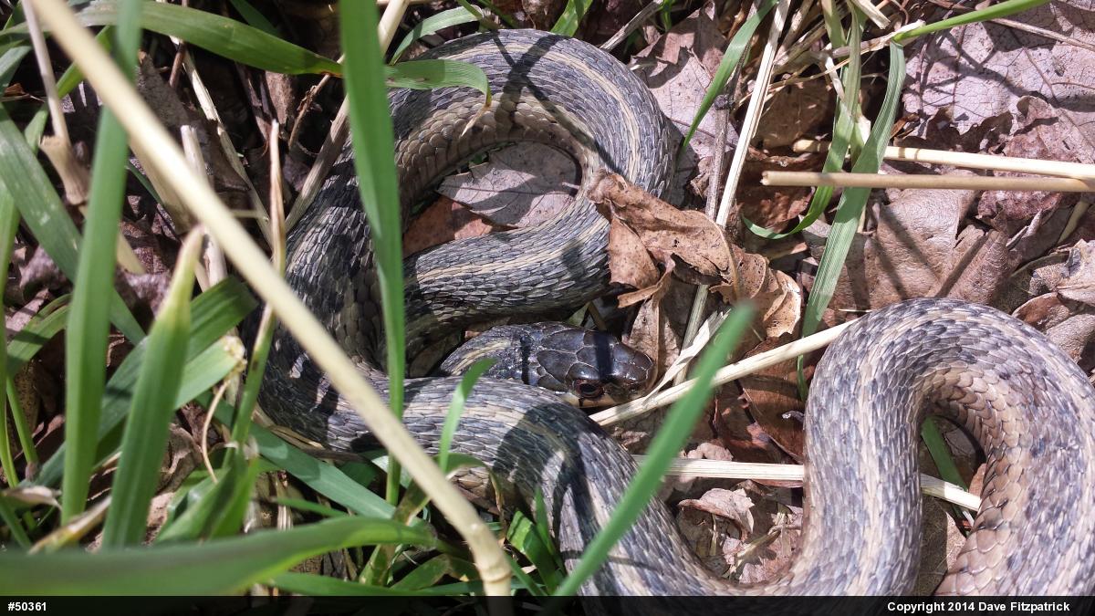 Eastern Gartersnake