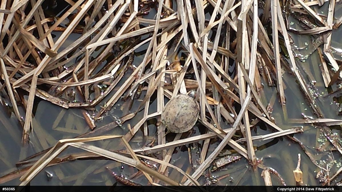 Red-eared Slider