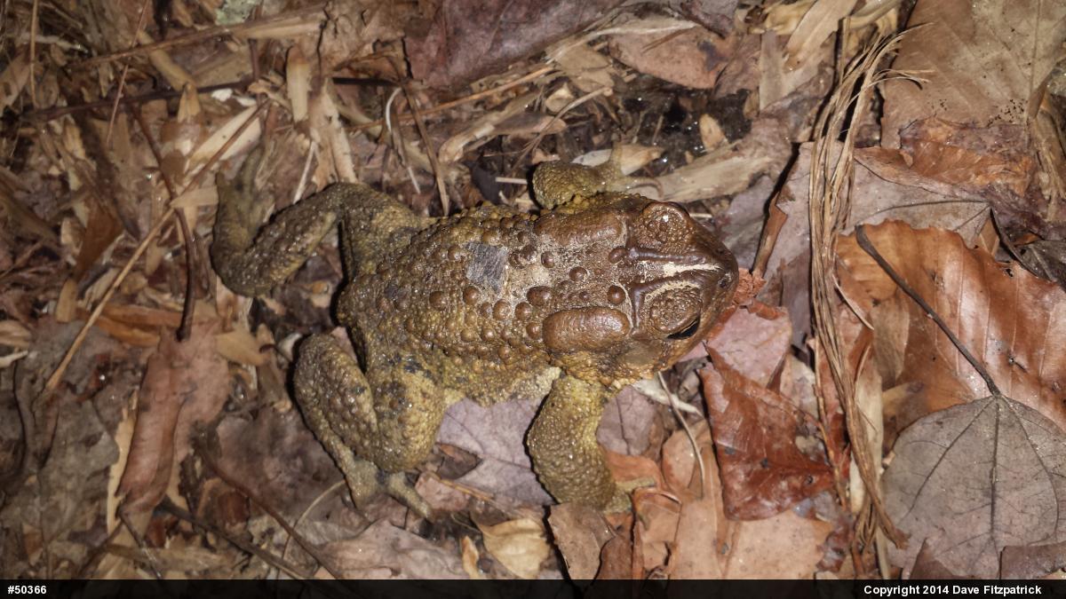Eastern American Toad
