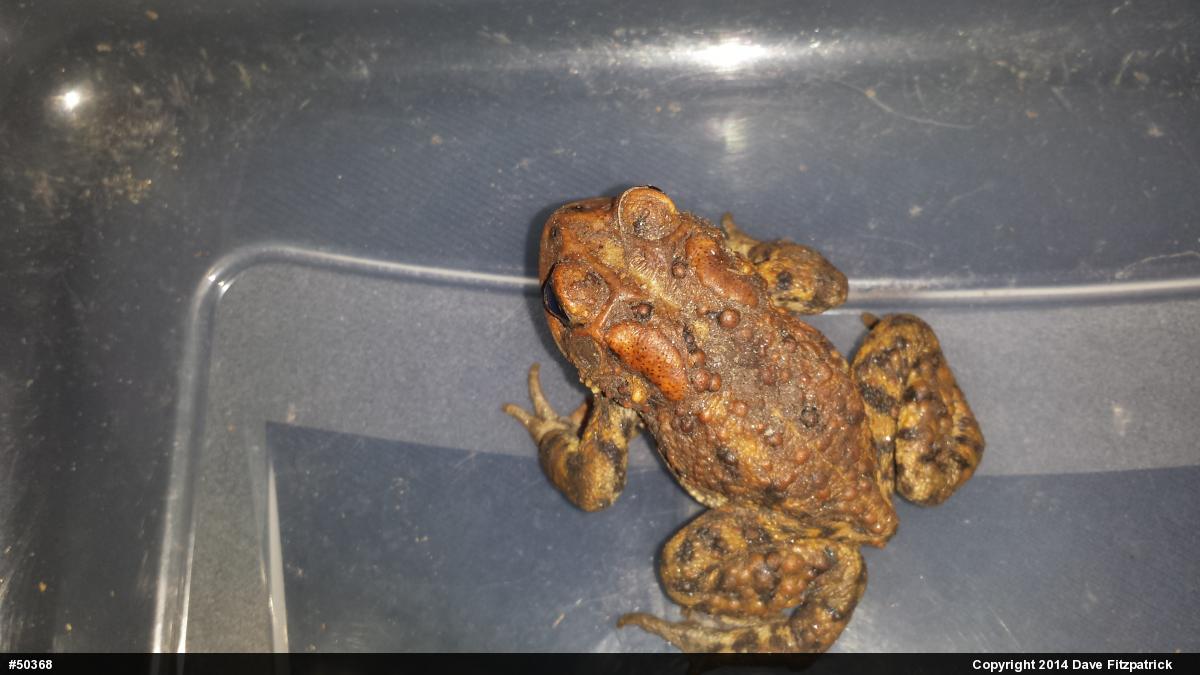 Eastern American Toad