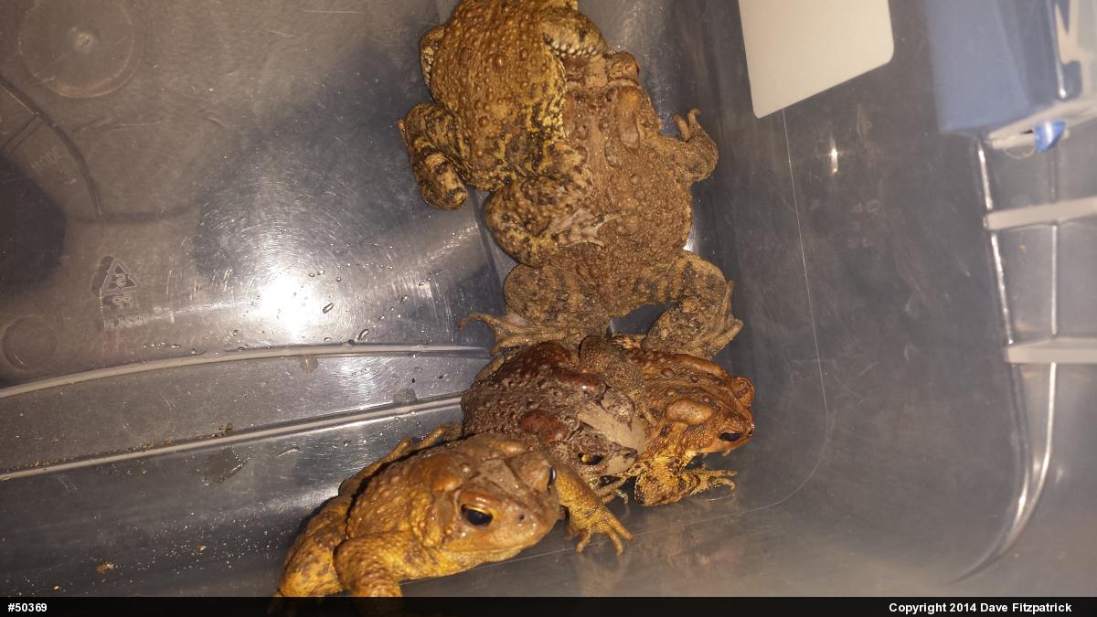 Eastern American Toad