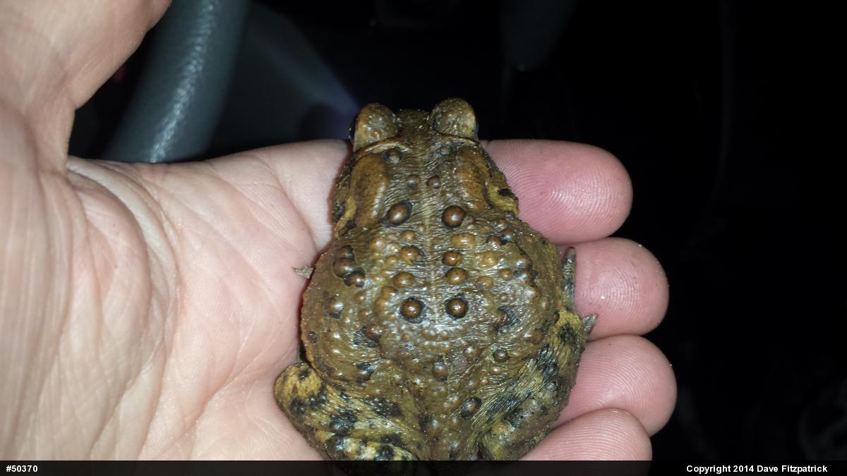 Eastern American Toad