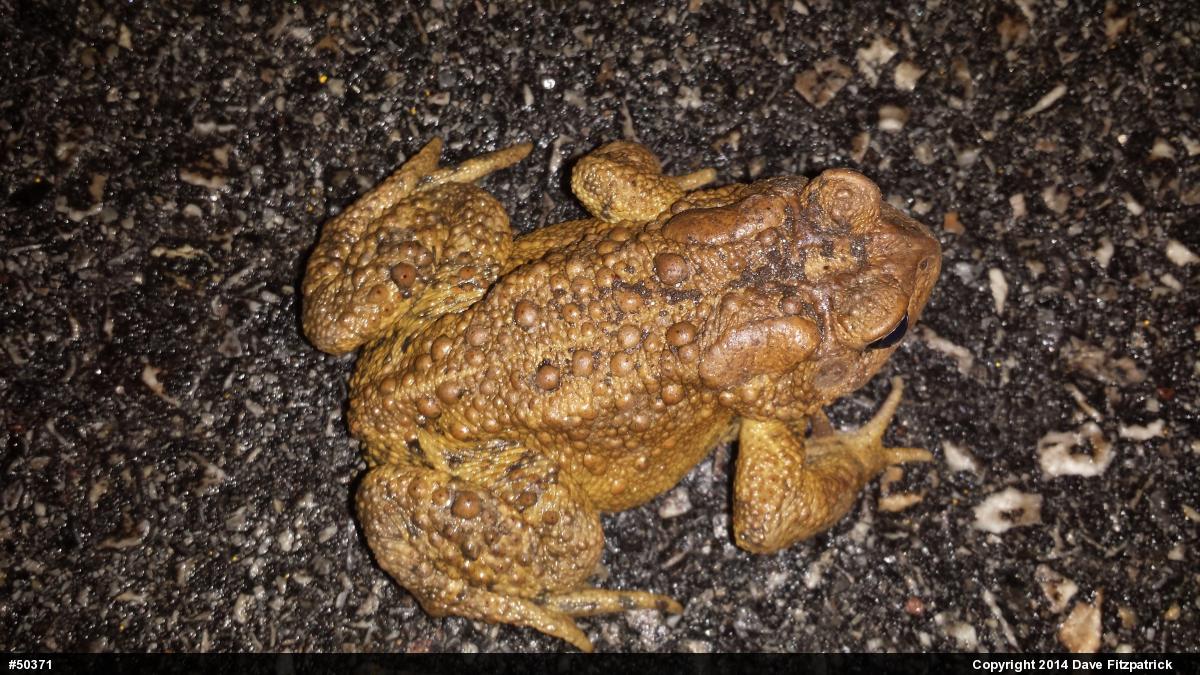 Eastern American Toad