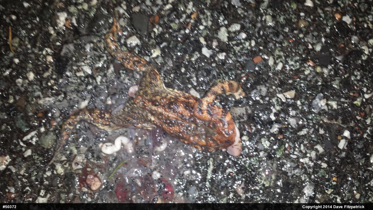 Eastern American Toad