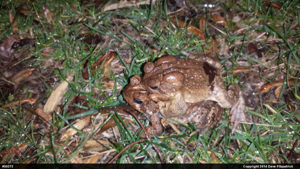 Eastern American Toad