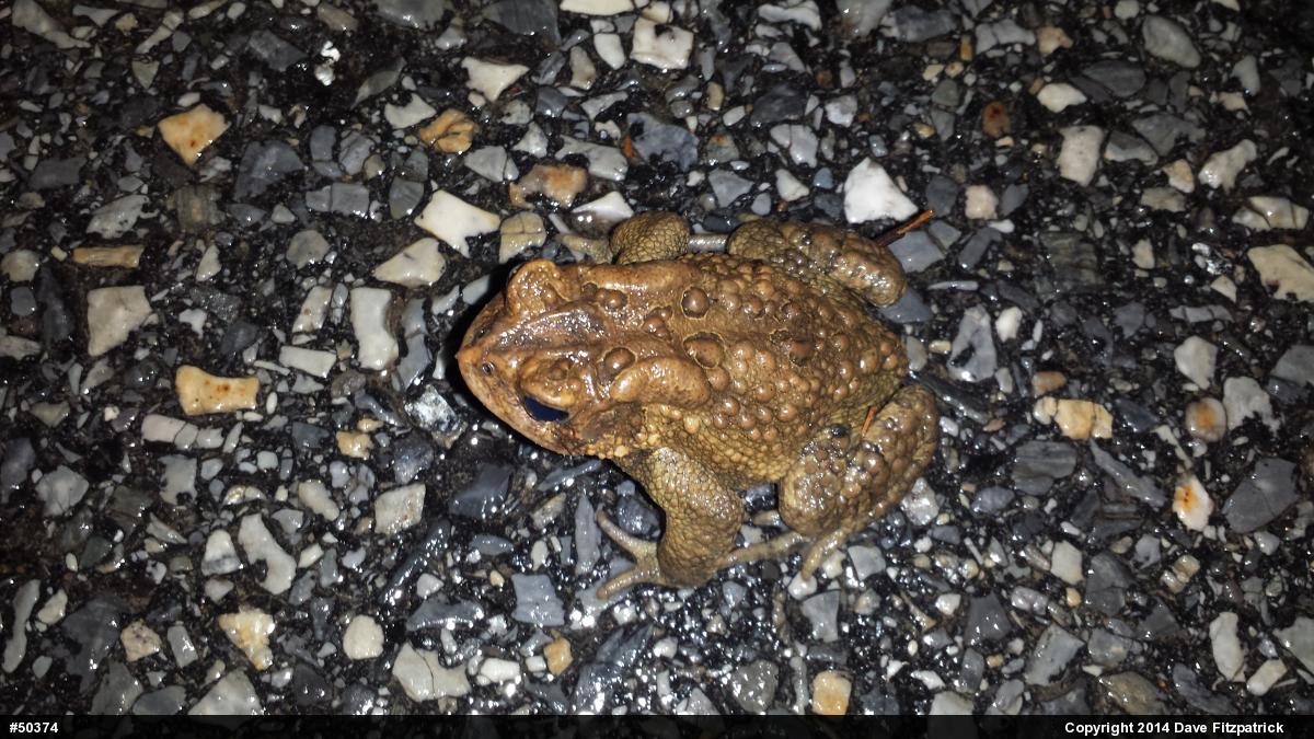 Eastern American Toad
