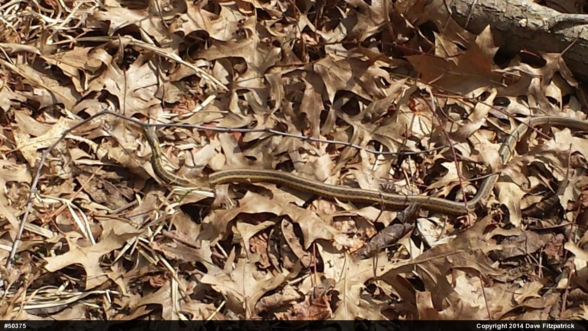Eastern Gartersnake