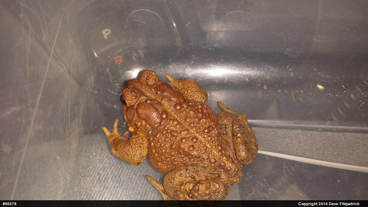 Eastern American Toad