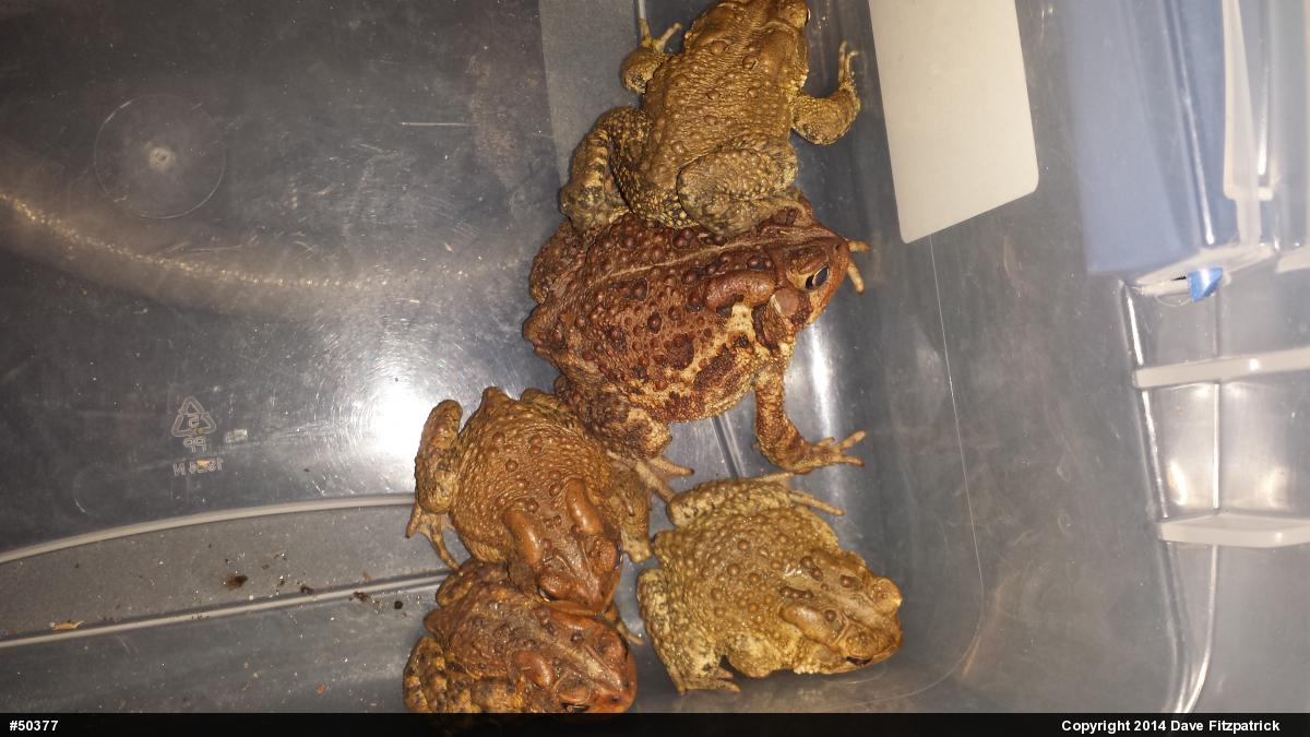 Eastern American Toad