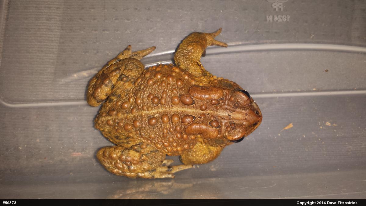 Eastern American Toad