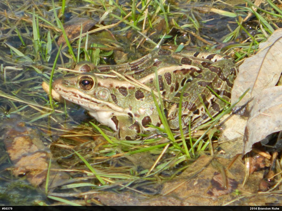 Northern Leopard Frog
