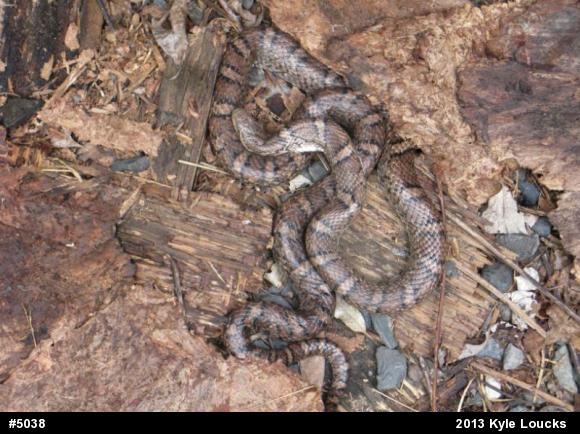 Eastern Milksnake