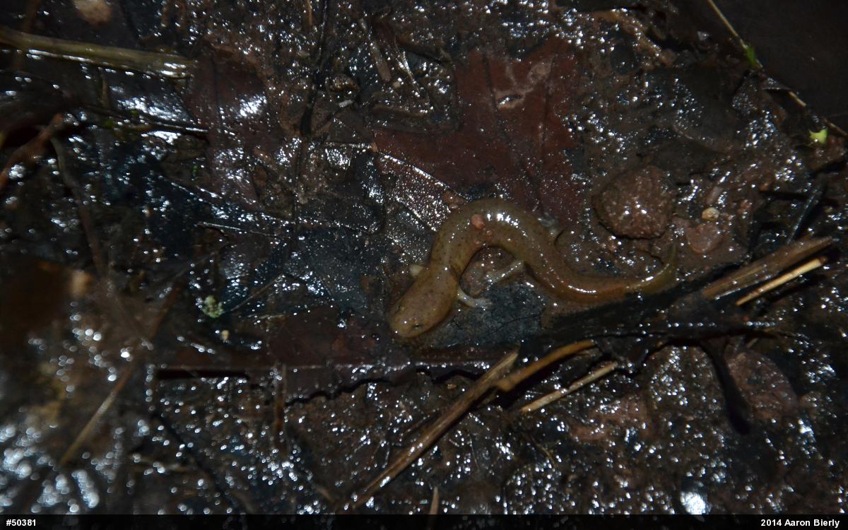 Northern Red Salamander