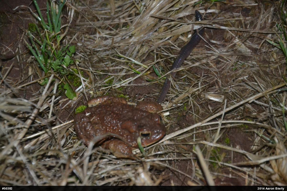 Eastern American Toad