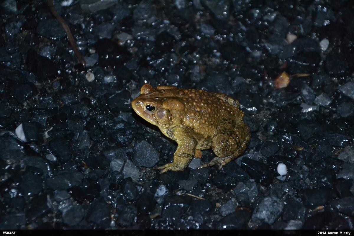 Eastern American Toad