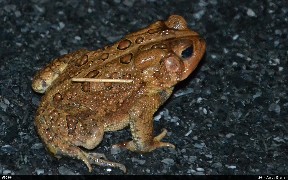 Eastern American Toad