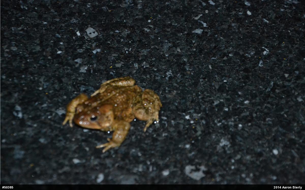 Eastern American Toad