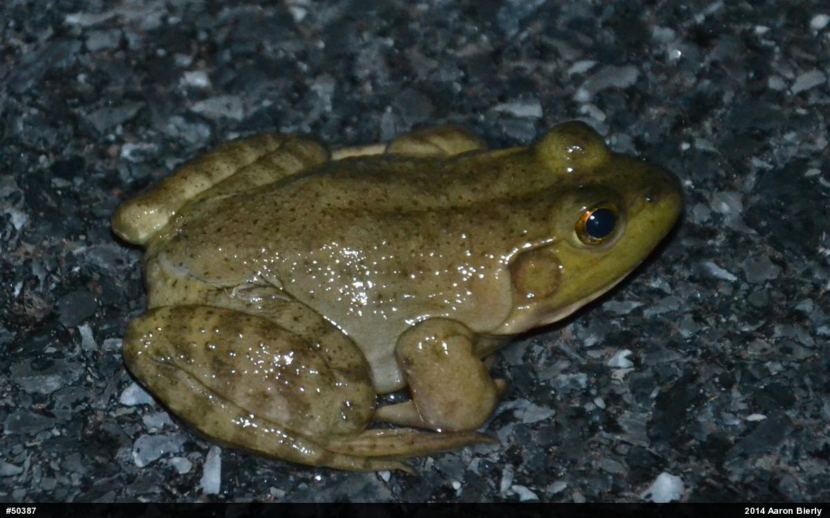 American Bullfrog