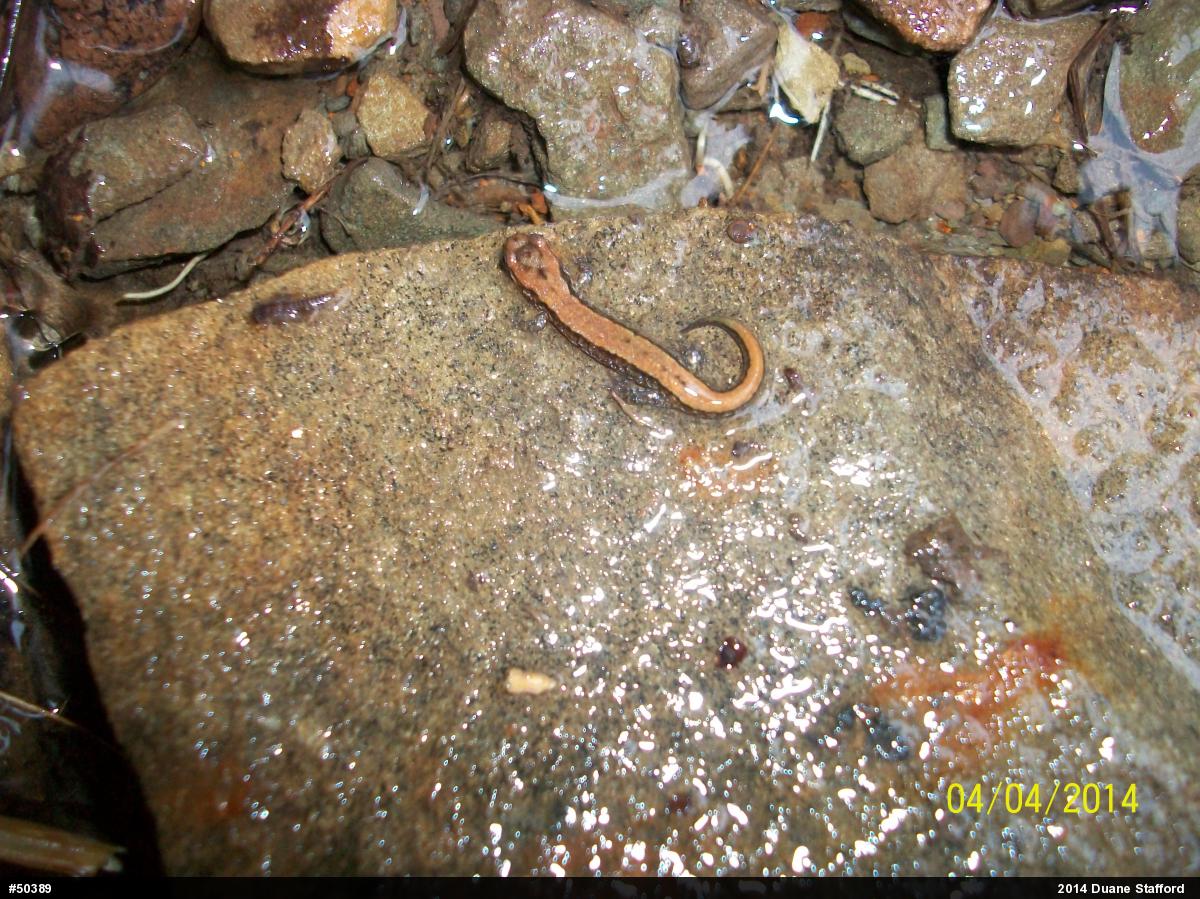 Allegheny Mountain Dusky Salamander