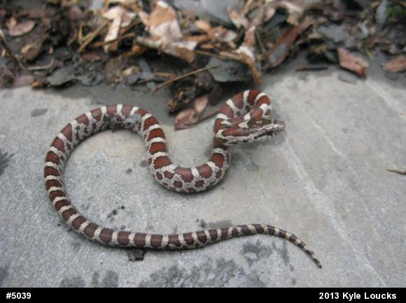 Eastern Milksnake