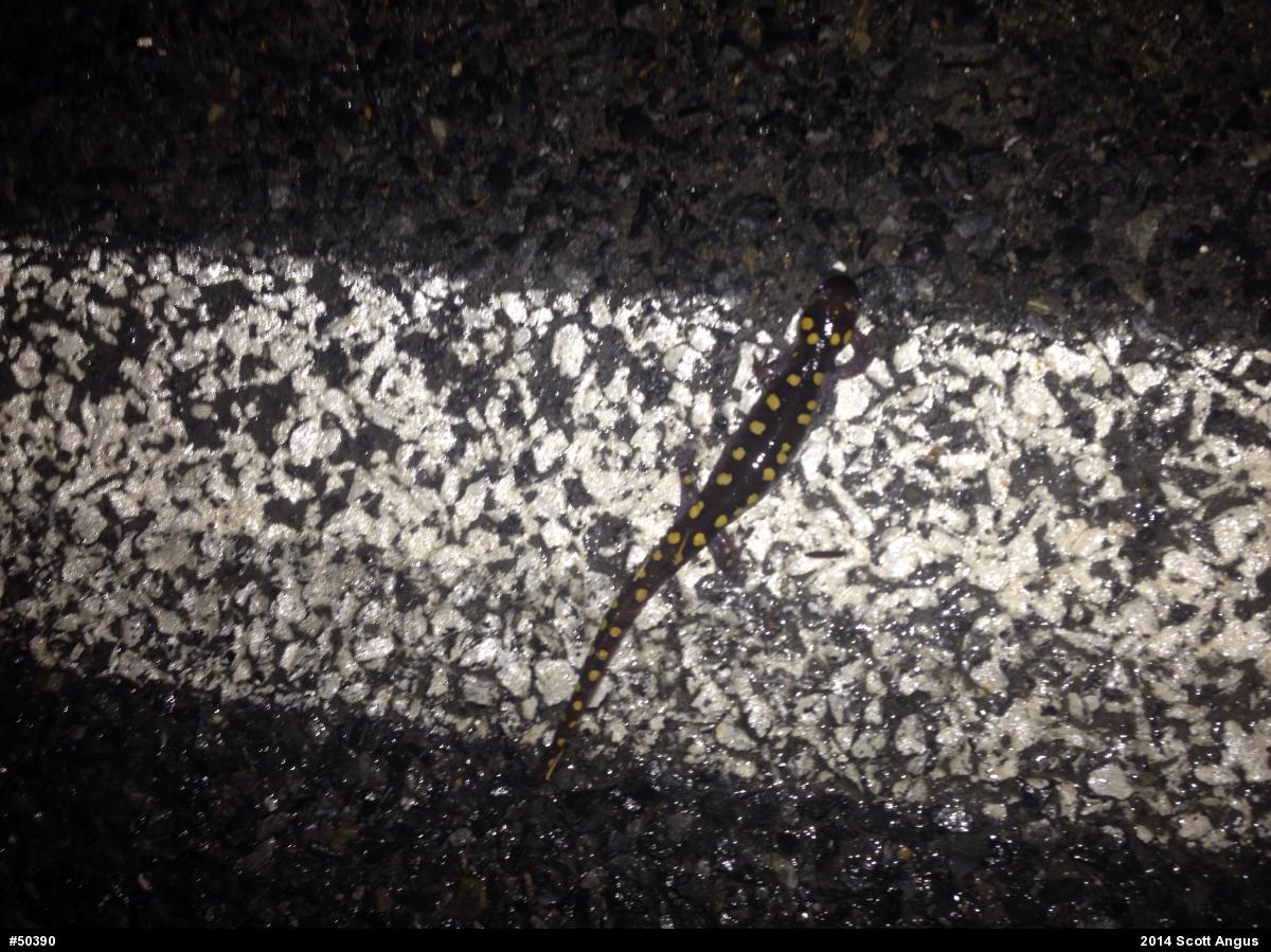 Spotted Salamander