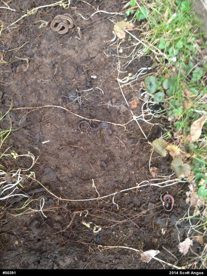 Eastern Gartersnake