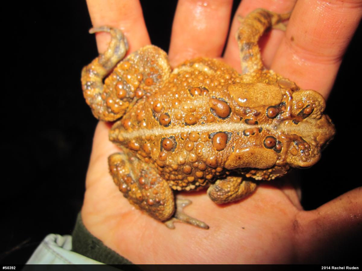 Eastern American Toad
