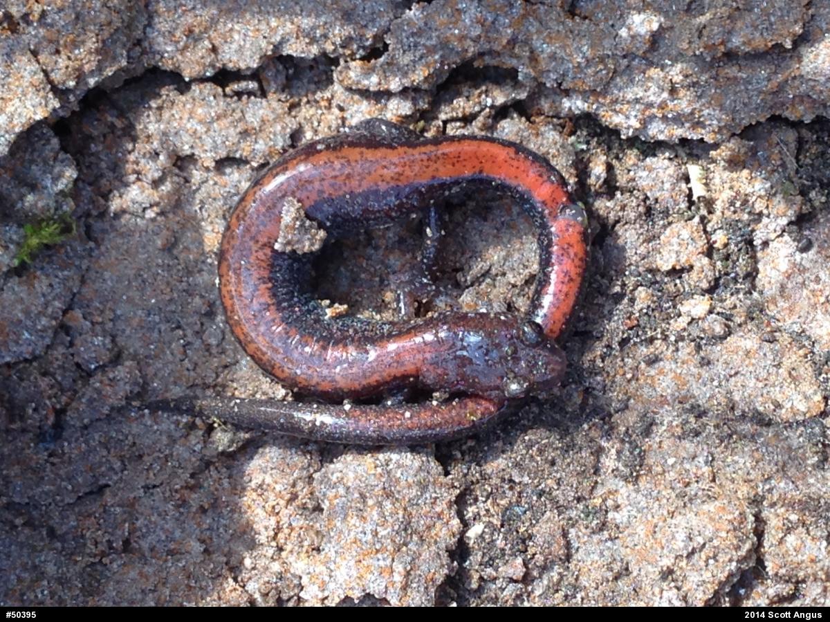 Eastern Red-backed  Salamander