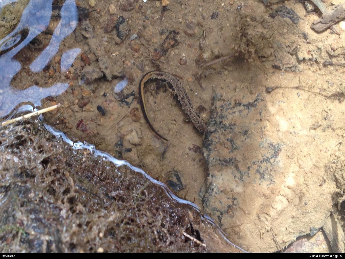 Northern Two-lined Salamander
