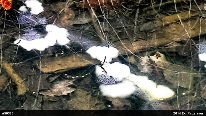 Spotted Salamander