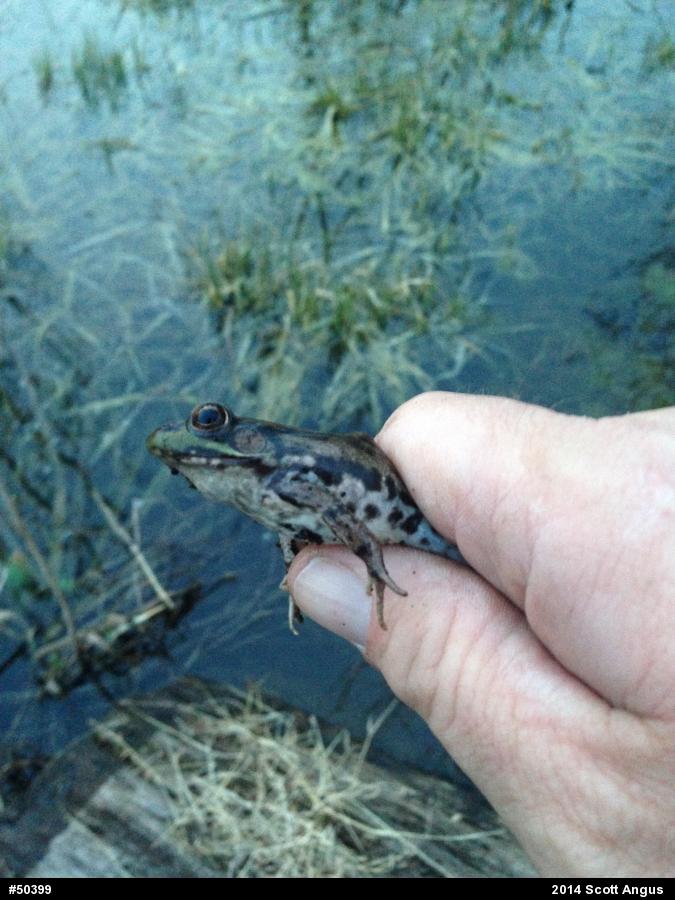 Green Frog