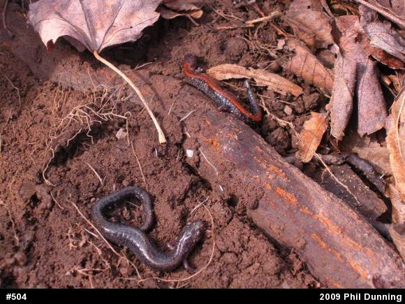 Eastern Red-backed  Salamander