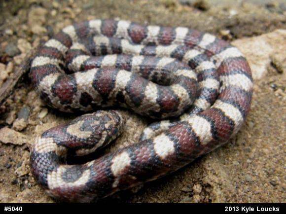Eastern Milksnake